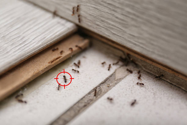 Best Pest Control Near Me  in Panama City, FL