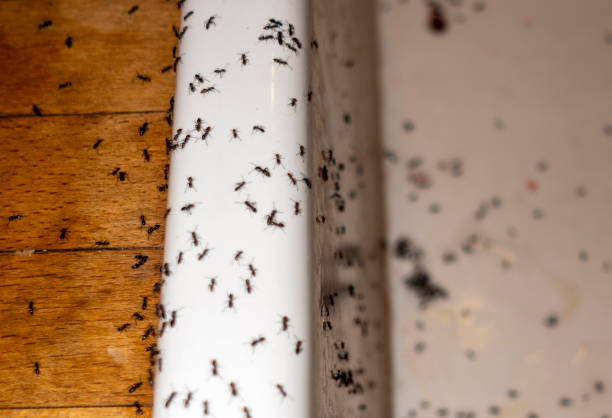 Best Flea Control Services  in Panama City, FL