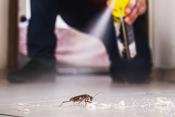 Best Affordable Pest Control Services  in Panama City, FL